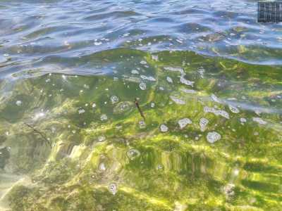 Le bolle invece rappresentano residui di detersivi scaricati dalle docce di un lido o di una barca, anche se in alcuni casi possono essere il risultato di acqua fognaria che fuoriesce da uno scarico di troppo pieno posto nelle vicinanze